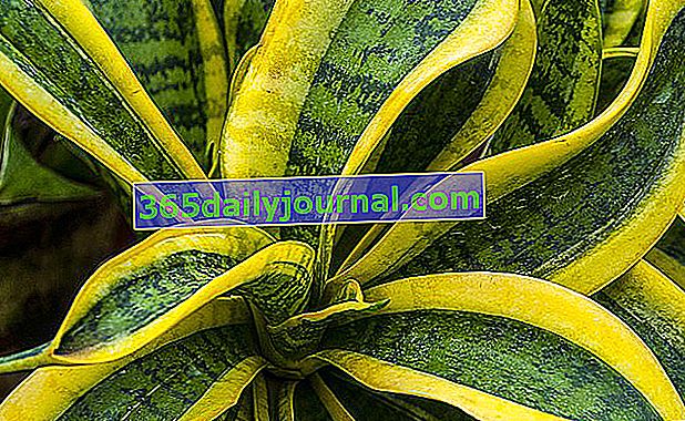 Sansevieria (Sansevieria), lengua de la suegra: planta de interior, cuidado