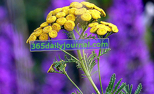 Tanaceto común (Tanacetum vulgare), flor de jardín