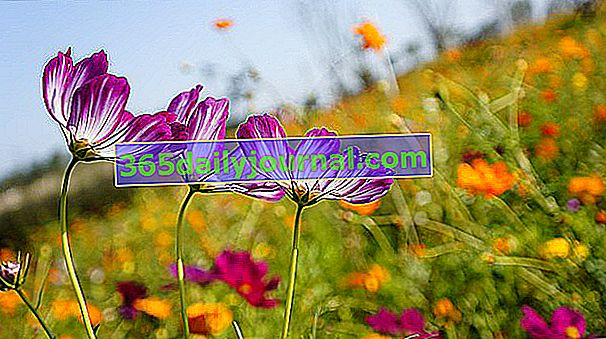 Lista de flores de verano en el jardín (Cosmos)