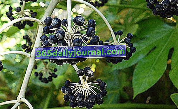 černé plody False Aralia (Fatsia japonica) nebo japonského Fatsie