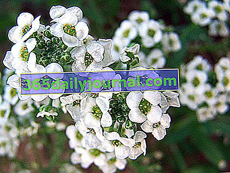 Alysse (Aurinia, Lobularia), flor de jardín