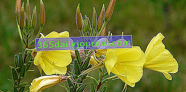 Wiesiołek dwuletni (Oenothera biennis), olej z wiesiołka do skóry