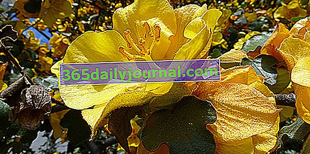 Fremontia (Fremontodendron californicum), obmorski grm