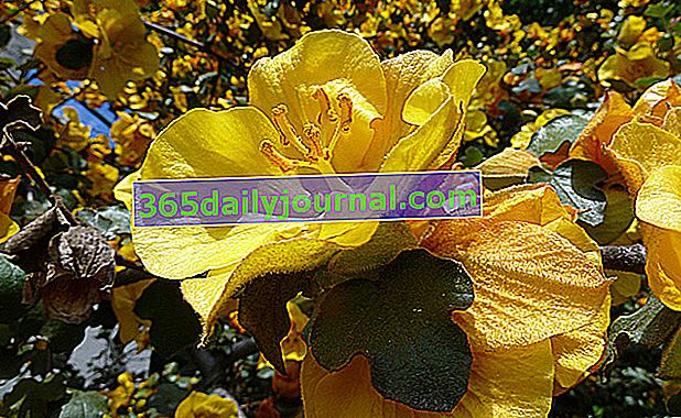 Fremontia de California (Fremontodendron californicum) 