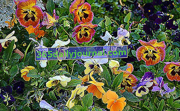 Maćuhica (Viola), cvatnja svih godišnjih doba