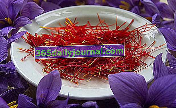 šafránové pestíky (Crocus sativus)