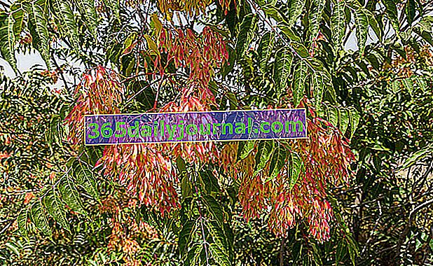 ailante (Ailanthus altissima) naziva se i lažnim lakom Japana