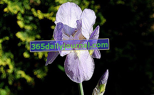 Ирис (Iris spp.) Или орхидея на бедняка
