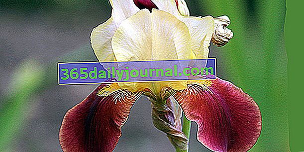 Bahçe irisi (Iris spp.) Veya sakallı iris