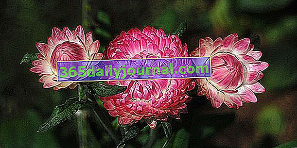 Immortelle (Bracteantha bracteata), kwiat suchych bukietów