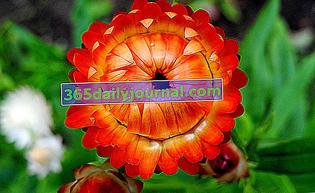 besmrtan (Bracteantha bracteata)