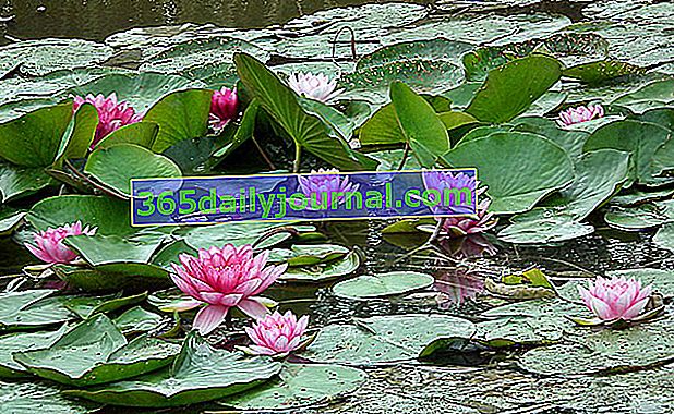 Водна лилия (Nymphaea), водното цвете par excellence 