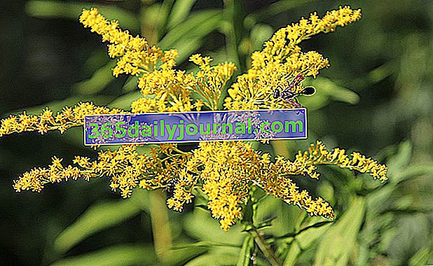 Goldenrod (Solidago), zahradní květina