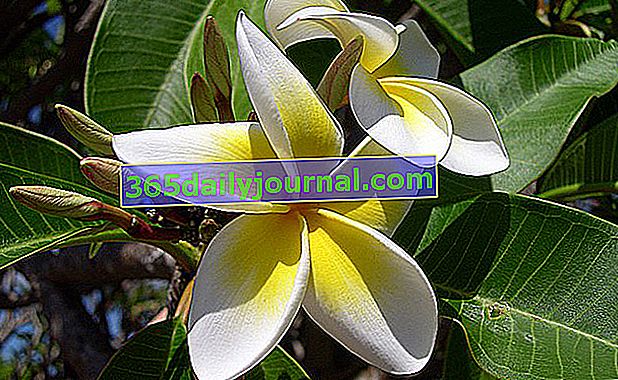 Frangipani (Plumeria), flor del templo - Arbusto de jardín