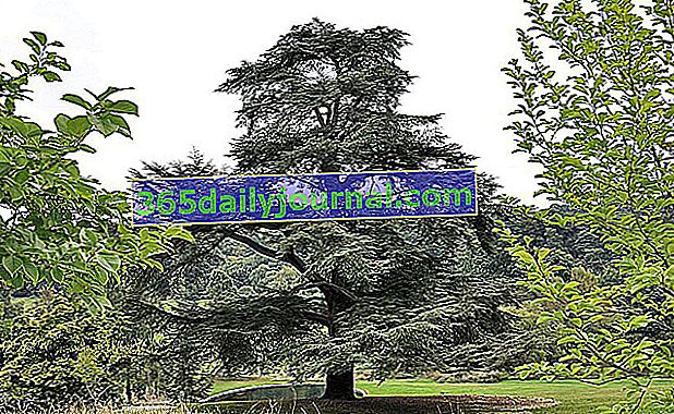 Cedro del Líbano (cedrus) en el jardín