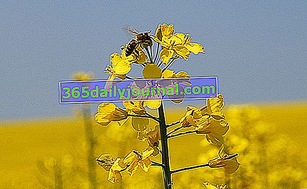 Colza, flores amarillas de miel