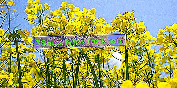 Campos de flores amarillas de colza (Brassica napus L.)