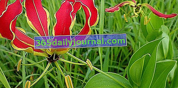 Gloriosa, Gloriosa Lily (Gloriosa superba) o Malabar Lily