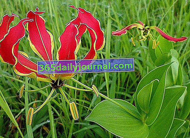 Sjajni, Sjajni ljiljan (Gloriosa superba) ili Malabar Lily