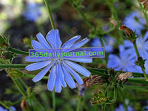Brada kapucínska (Cichorium intybus) alebo divoká čakanka