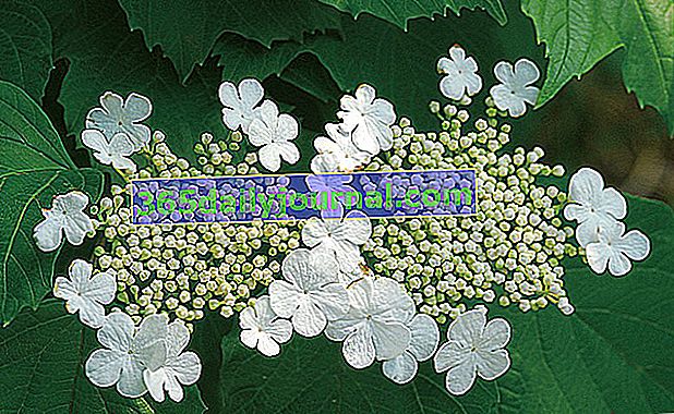 Snježna gruda ili obier viburnum (Viburnum opulus), vrtni grm