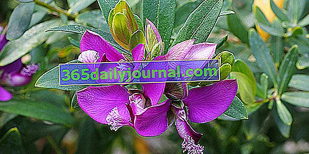 Polygale (Polygala myrtifolia), nádherné zložité kvety