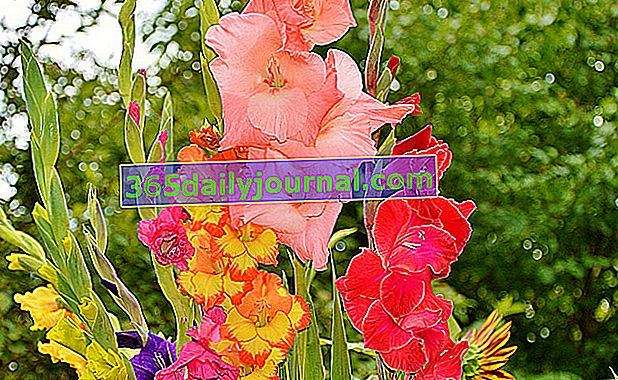 Gladiolo (Gladiolus), tallos de flores altos y apretados