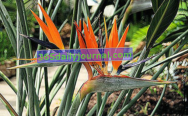 Bird of Paradise (Strelitzia)