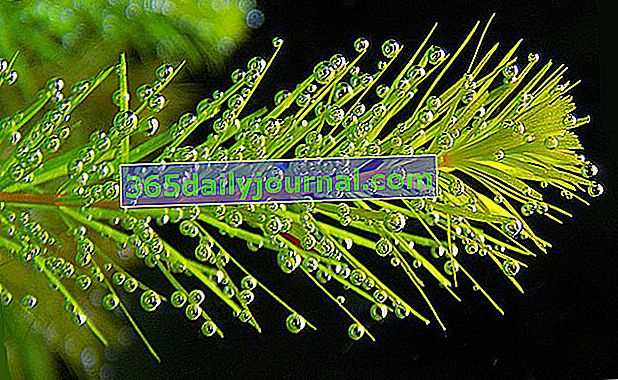 Hornwort sumergido (Ceratophyllum demersum), planta acuática flotante