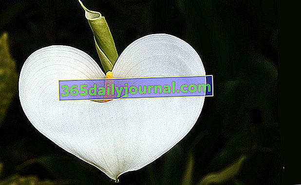 Arum (calla zambakları), bahçeden beyaz çiçek