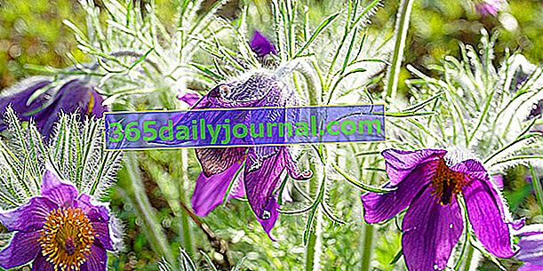 Pasque flower (Pulsatilla vulgaris) alebo Pulsatilla
