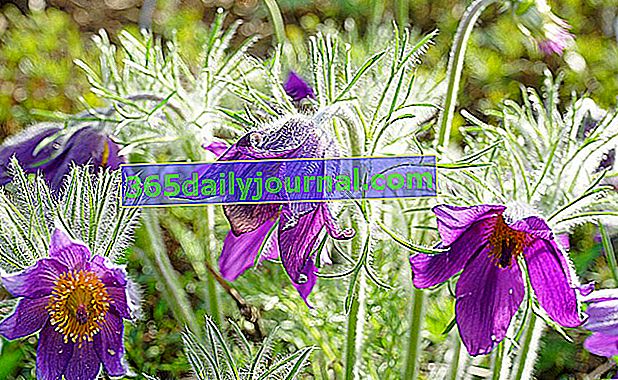 Flor de Pasque (Pulsatilla vulgaris) o Pulsatilla