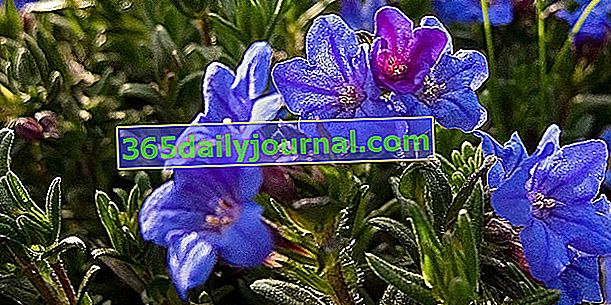 Gremil (Lithodora diffusa), abundantes flores azules
