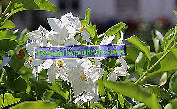 Falsa belladona de jazmín (Solanum jasminoides), graciosa escaladora