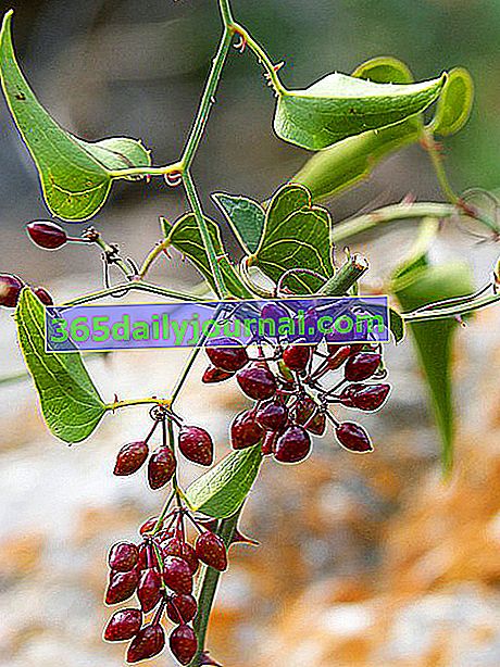 Rostlina ze země Šmoulové, sarsaparilla (Smilax aspera L.) nebo trnitý svlačec: pěstování, údržba