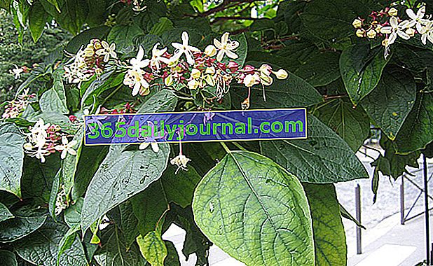 Clerodendron chino (Clerodendrum trichotomum), árbol del clero