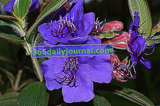 Tibouchine d'Urville (Tibouchina urvilleana) s květinami v odstínech fialové