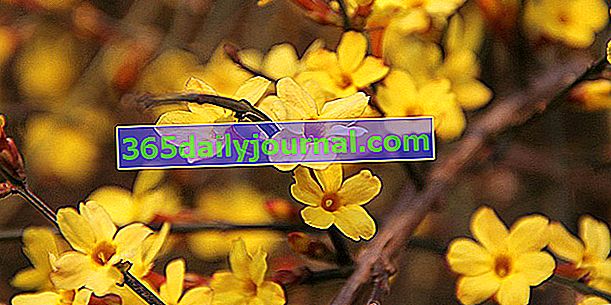 Kış yasemin (Jasminum nudiflorum) veya sarı yasemin
