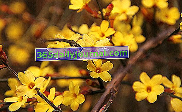 Jasmín zimní (Jasminum nudiflorum) nebo žlutý jasmín