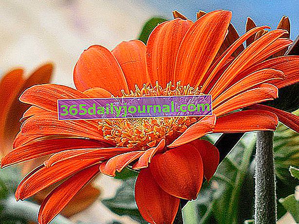 Gerbera, barevné sedmikrásky, květ