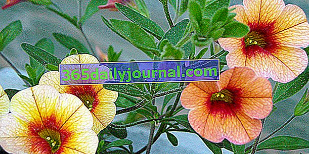 Calibrachoa (Calibrachoa x hybrida), mini petunya