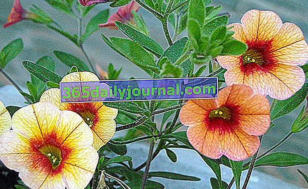Мини-петунии (Calibrachoa) цветя