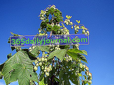 Chmel (Humulus lupulus)