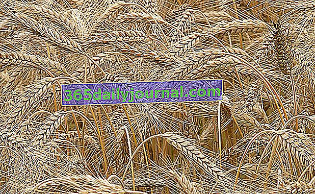 Centeno (Secale cereale L.), un cultivo muy fácil