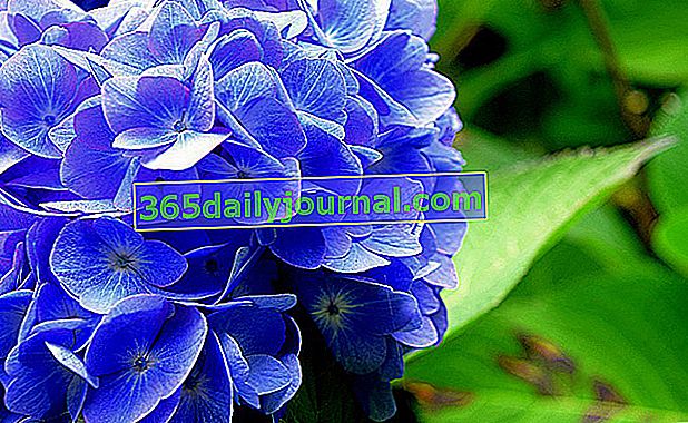 Květ hortenzie nebo modré hortenzie
