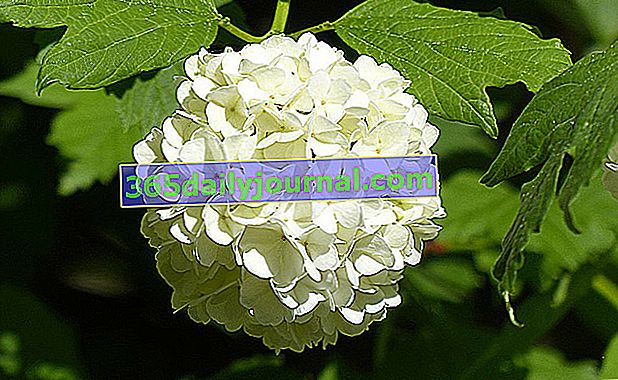 Гортензія або квітка білої гортензії