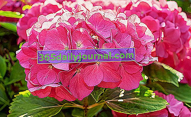 Hydrangea (Hydrangea): el arbusto con bolas de flores