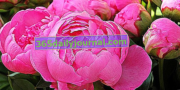 10-те най-красиви розови цветя в градината