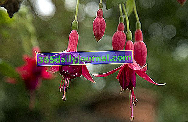 fuchsie (Fuchsia x hybrida)
