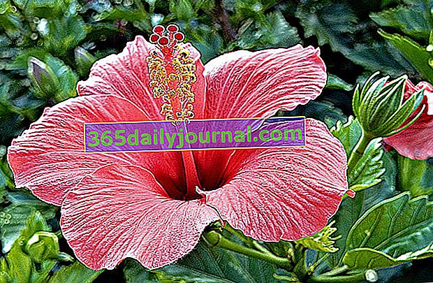 althea veya Çin gülü (Hibiscus rosa-sinensis)